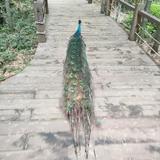 一条会莎车头像