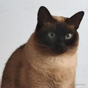 锦帆贼的个人资料头像