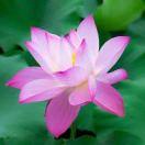 爱学习98376的个人资料头像