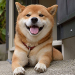 椒颜皮皮虾的个人资料头像
