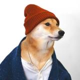 博学多才的喜鹊XEL头像