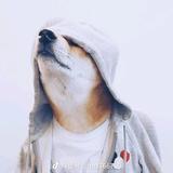 敏锐风声cz头像