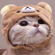 诺坎普北看台的个人资料头像