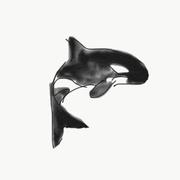 庆子flora的个人资料头像