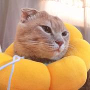 便邀东风揽明月的个人资料头像