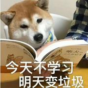 能鸽善鹉的个人资料头像