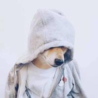 幼儿园的坏男孩头像