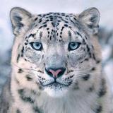 雪豹头像