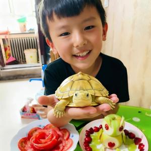 美食小童的龟