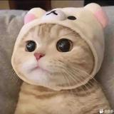 Xucia头像