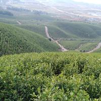 风微微一笑而过头像