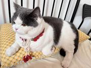 撸码的猫的个人资料头像