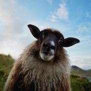 szx513的个人资料头像