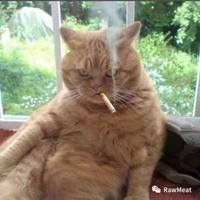 叼烟的猫133473312头像