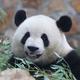 资深动保爱好者PANDA头像