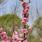 乘风破浪的苹果echo头像