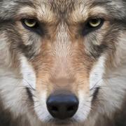 To912的个人资料头像