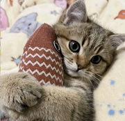 幻幻幻听的个人资料头像