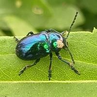 智者杰丝8f1头像