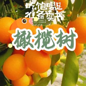 橄榄树的茶花果书香头像