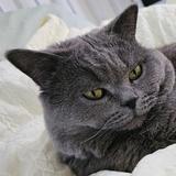 懒熊有点懒头像