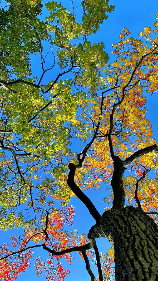 中山豪兴秒车头像