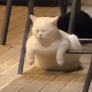 八级大狂疯的个人资料头像