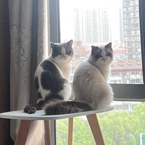 小猪为您剪辑头像