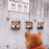 CoLLiN头像