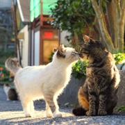 伴随矩阵的个人资料头像