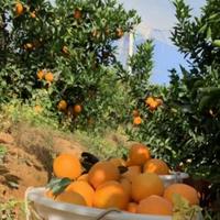 哒哒哒哒哒卖脐橙头像