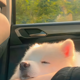 扶老嫲嫲闯红灯头像