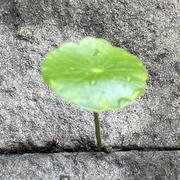 Juchecar的个人资料头像