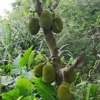 乖巧海浪7d7头像