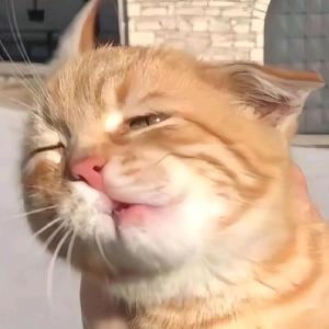 喂喂0头像
