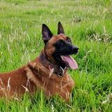 上饶工作犬爱好者头像