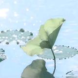 小佩猪骑63头像