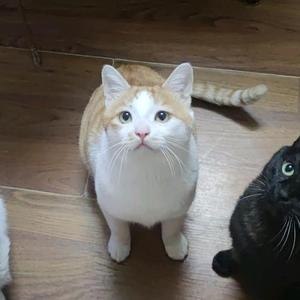 勇敢的枫叶3头像