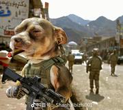 靴定猫的饿的个人资料头像