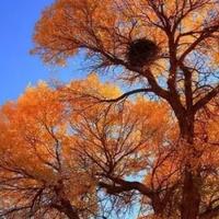 清爽光束C6头像