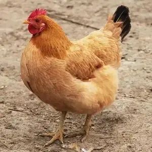 伟弟老母鸡头像
