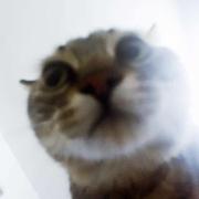 小毛的微信号的个人资料头像