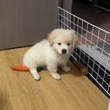深圳豪车阿瑞头像