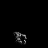 智勇双全圆月kg头像