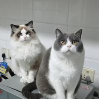 下一台换A7头像