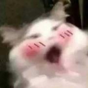 槐夏小幸运的个人资料头像