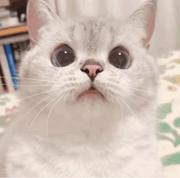 _CodeYang的个人资料头像