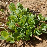 1欢乐豆地主头像