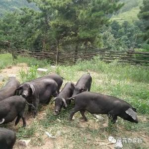 桑花香风味猪肉头像