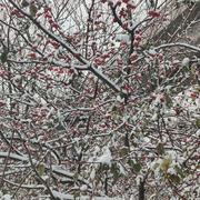 昨夜雨的个人资料头像